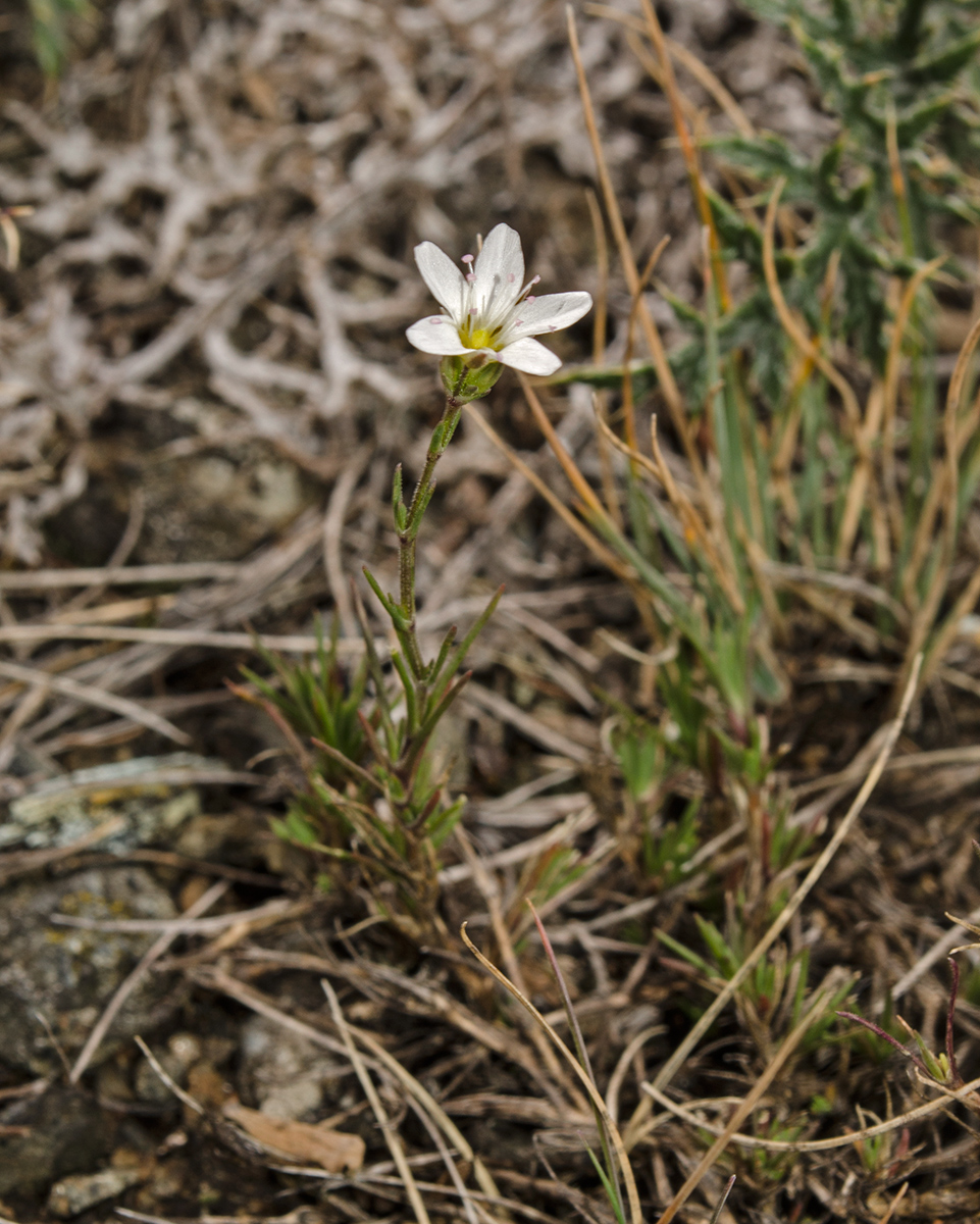 Image of Minuartia krascheninnikovii specimen.