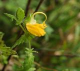 Rhynchocorys orientalis. Верхушка побега с цветком. Карачаево-Черкесия, Малокарачаевский р-н, Аликоновское ущелье. 10.09.2018.