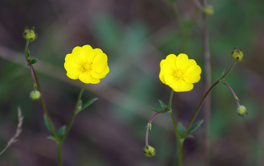 Image of Potentilla stipularis specimen.