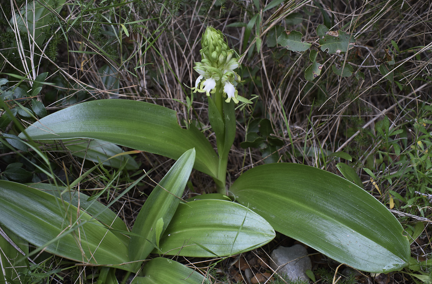 Image of Himantoglossum robertianum specimen.