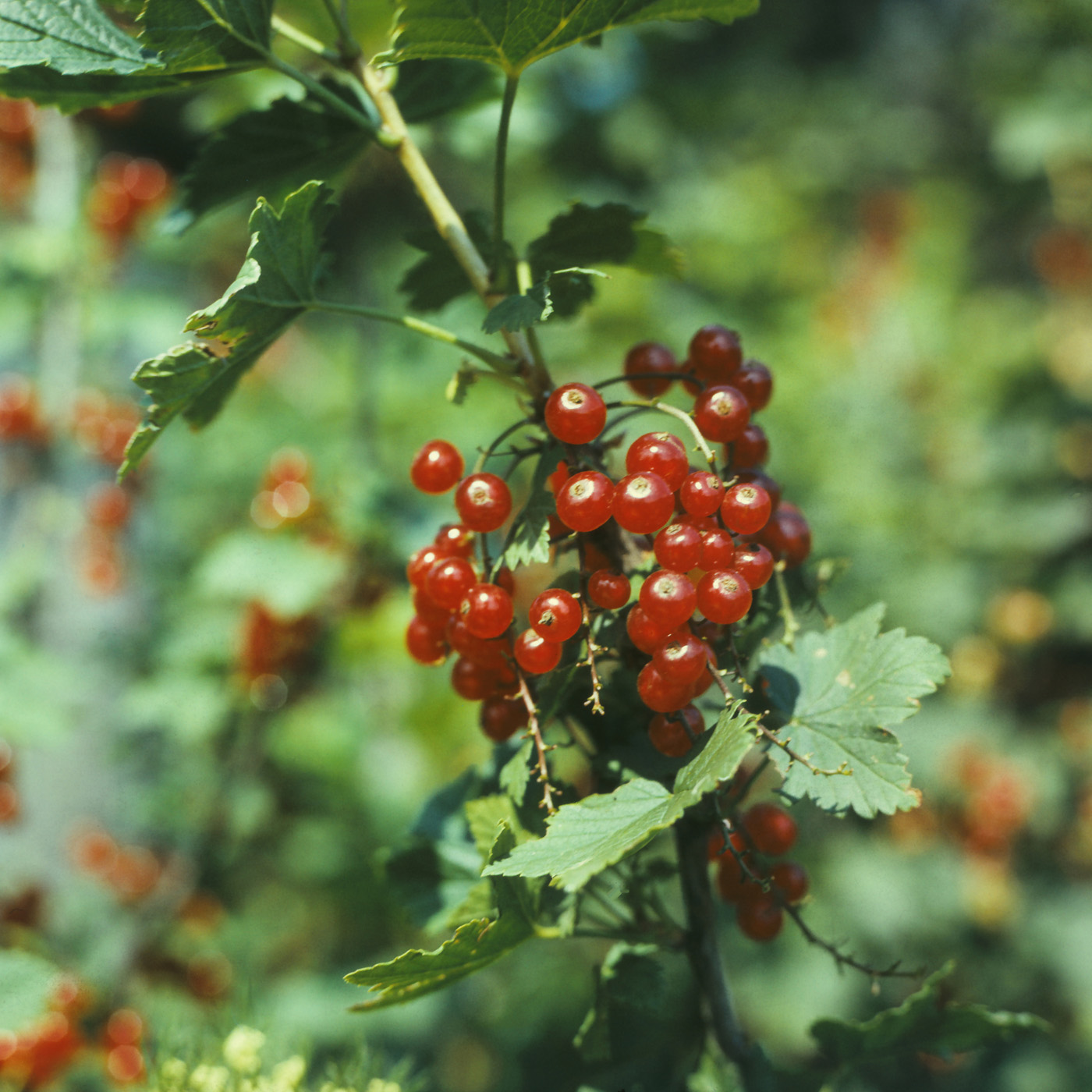 Image of Ribes rubrum specimen.