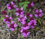 Thymus reverdattoanus