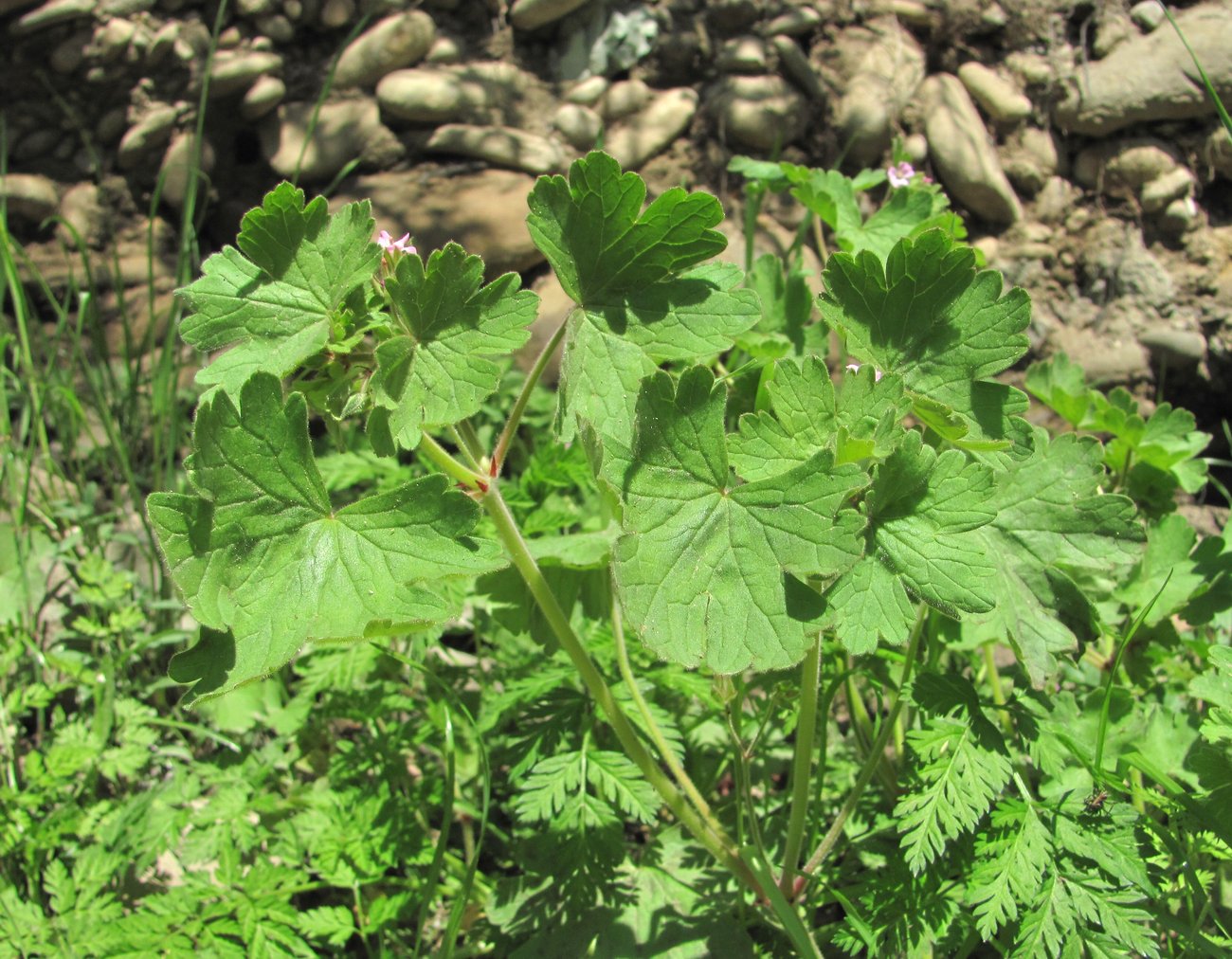 Image of Geranium rotundifolium specimen.