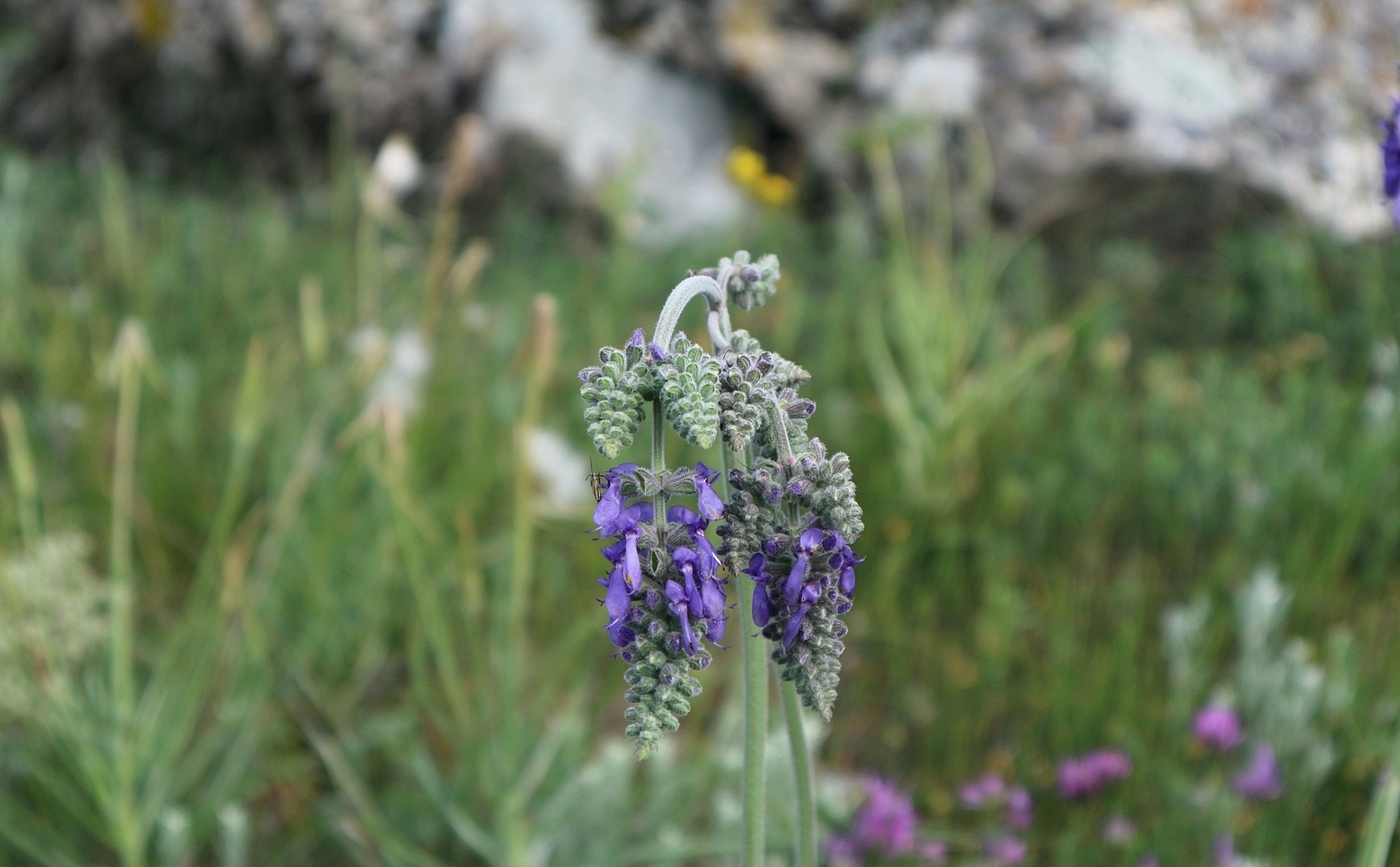 Изображение особи Salvia nutans.