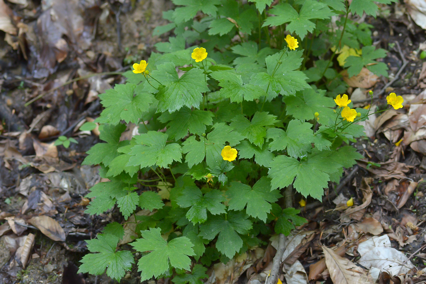 Изображение особи Ranunculus cappadocicus.