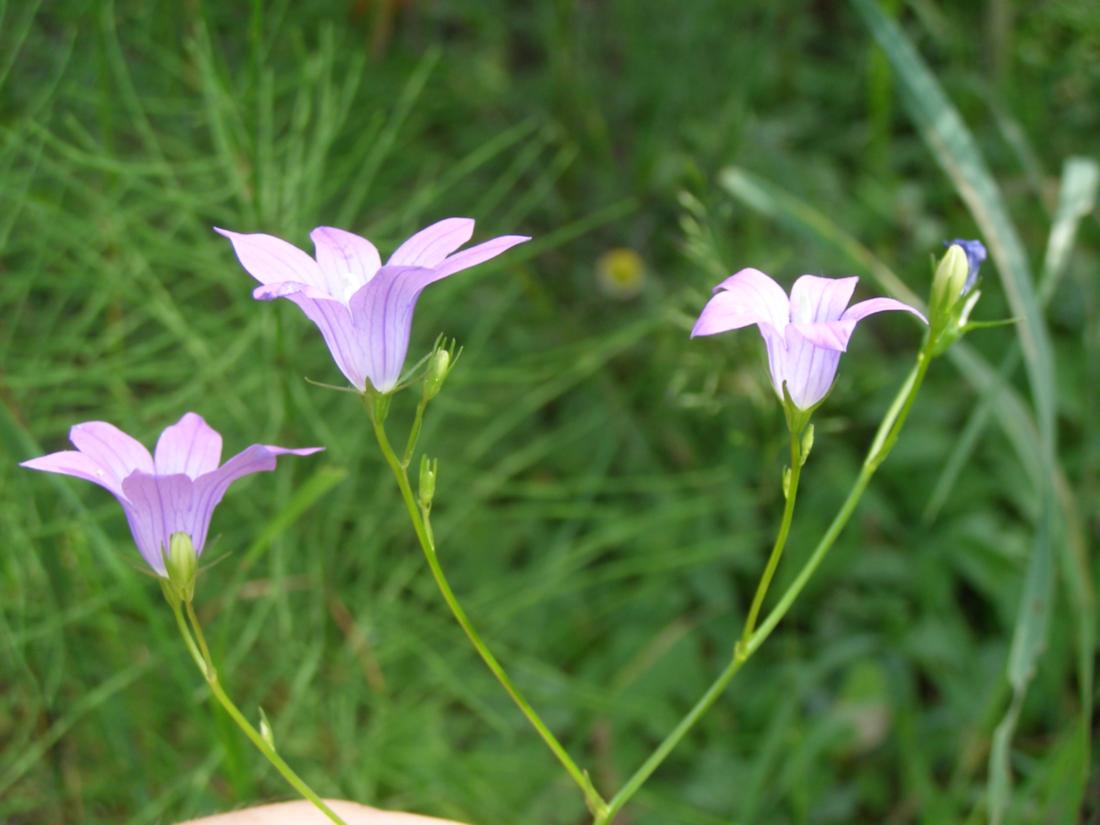 Изображение особи Campanula patula.