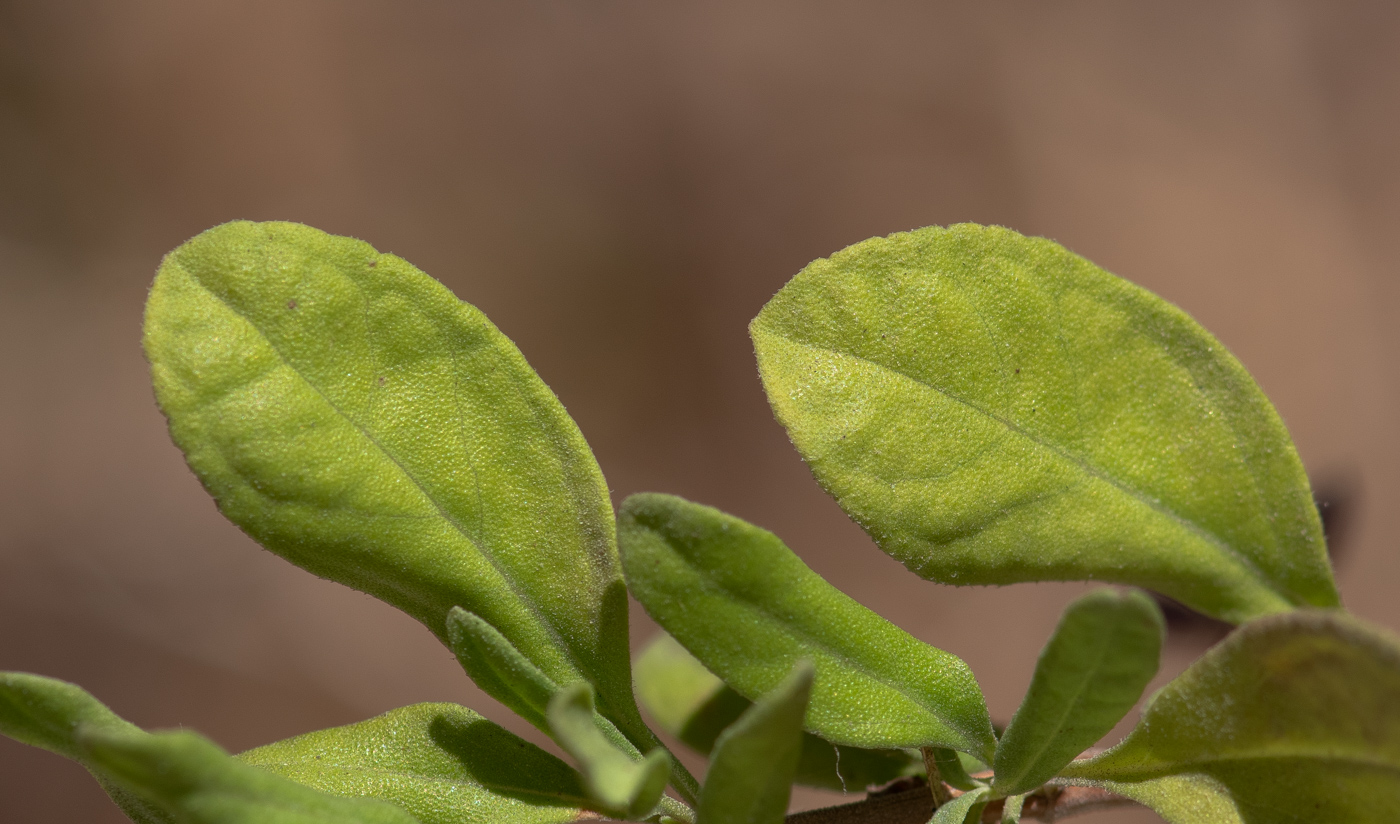 Image of Salvia greggii specimen.