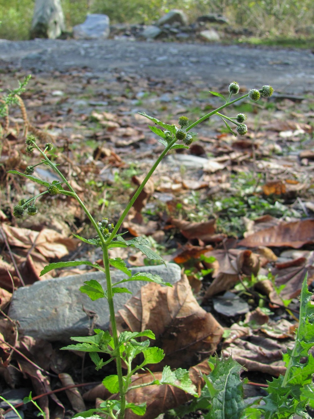 Image of Dichrocephala integrifolia specimen.