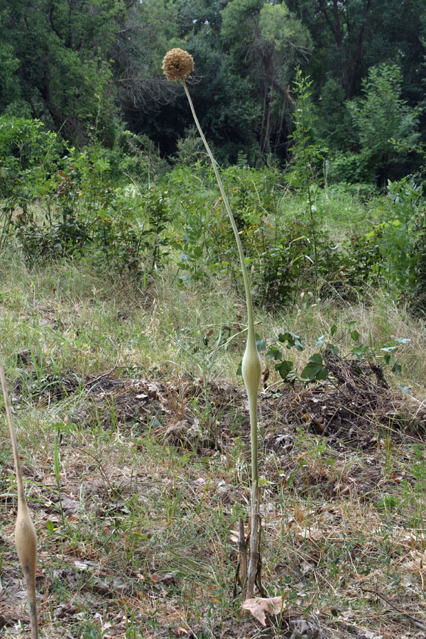 Image of Allium praemixtum specimen.