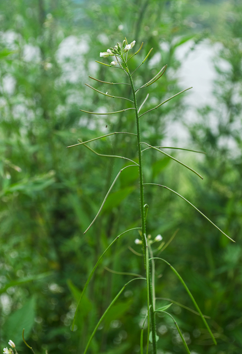 Image of Arabis pendula specimen.