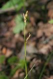 Carex rhizina