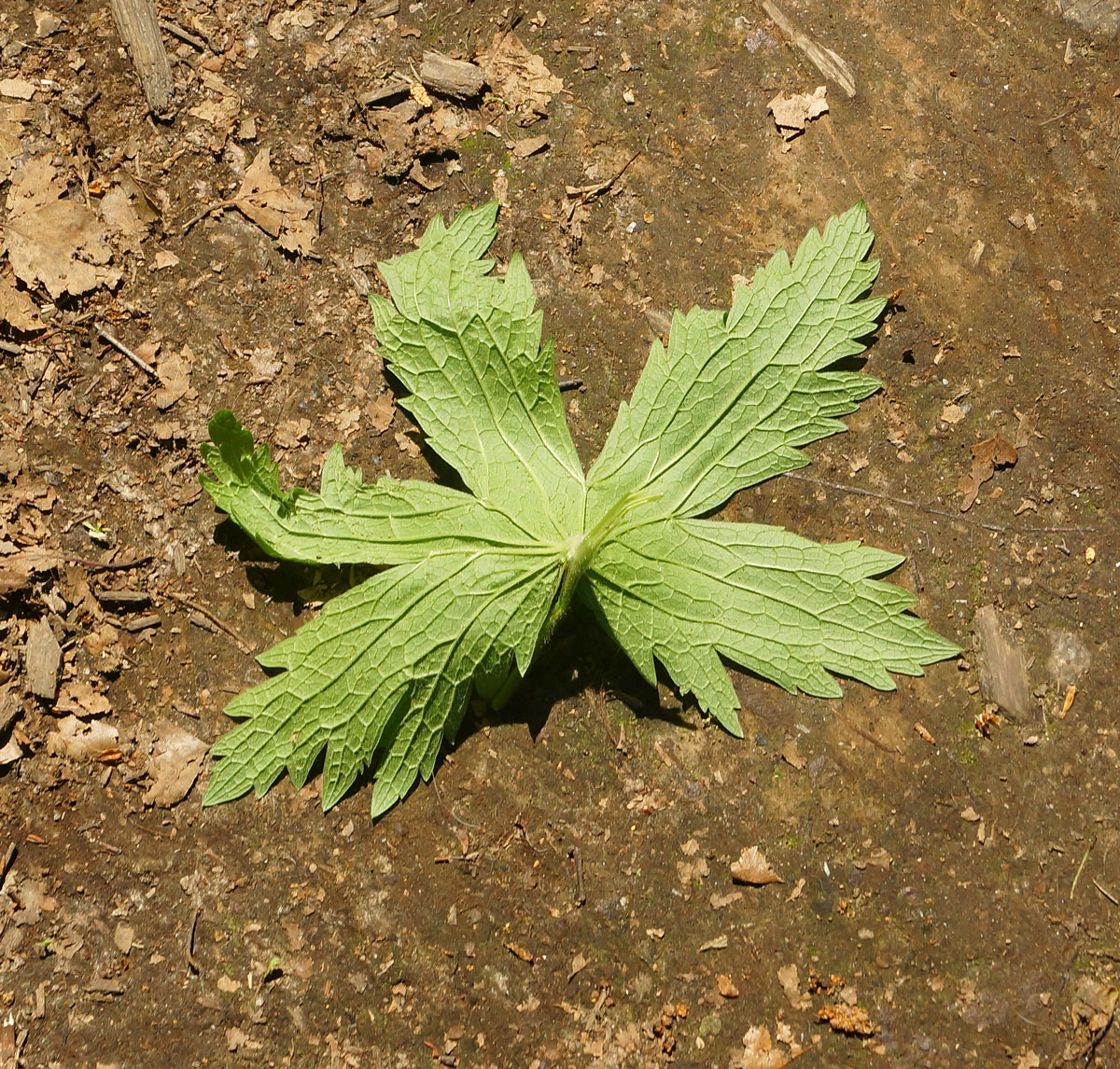 Изображение особи Geranium sylvaticum.