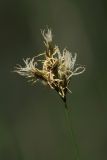 Carex praecox