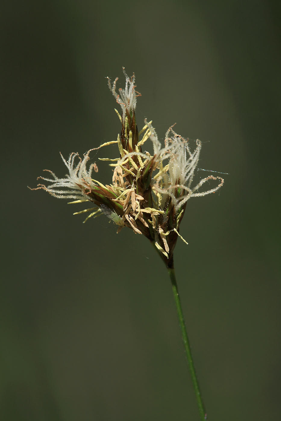 Image of Carex praecox specimen.