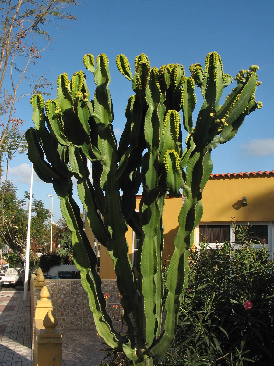 Image of Euphorbia ingens specimen.