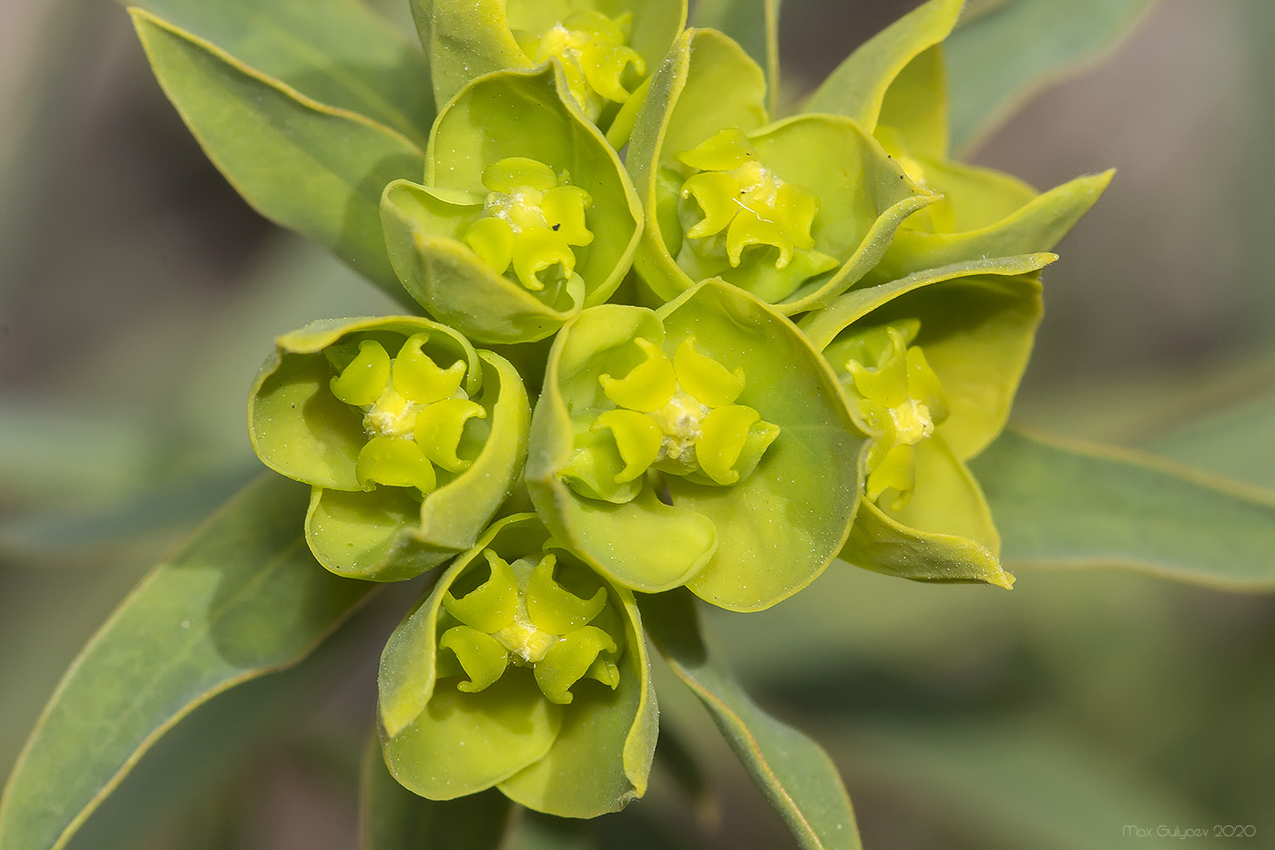 Image of Euphorbia virgata specimen.