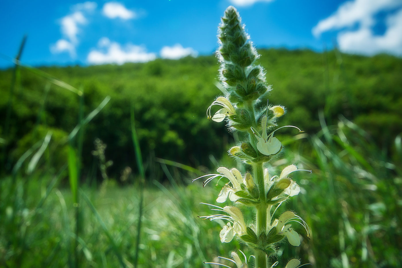 Image of Salvia austriaca specimen.