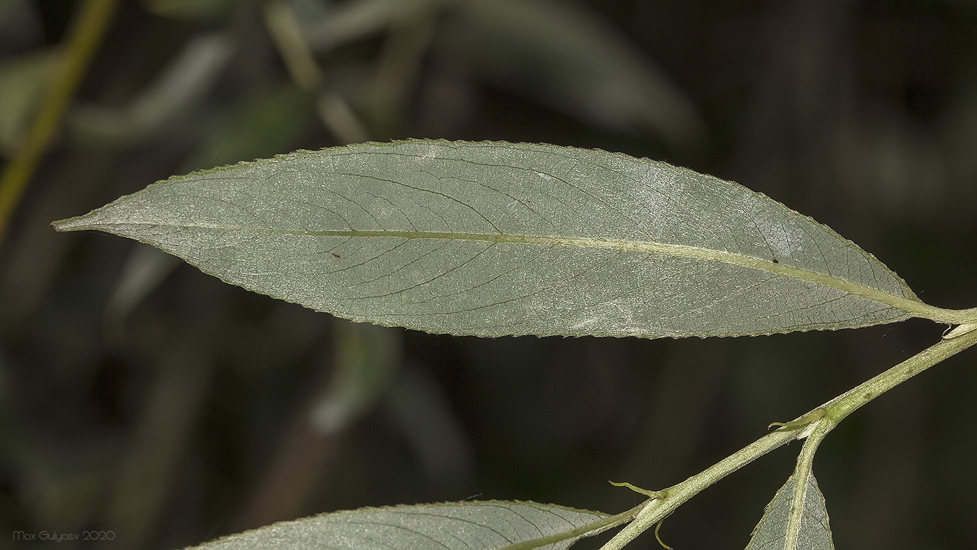 Image of Salix alba specimen.