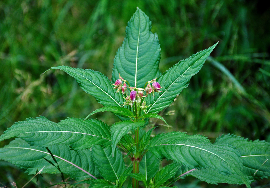 Image of Impatiens glandulifera specimen.