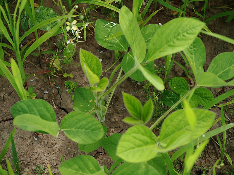 Image of Glycine max specimen.