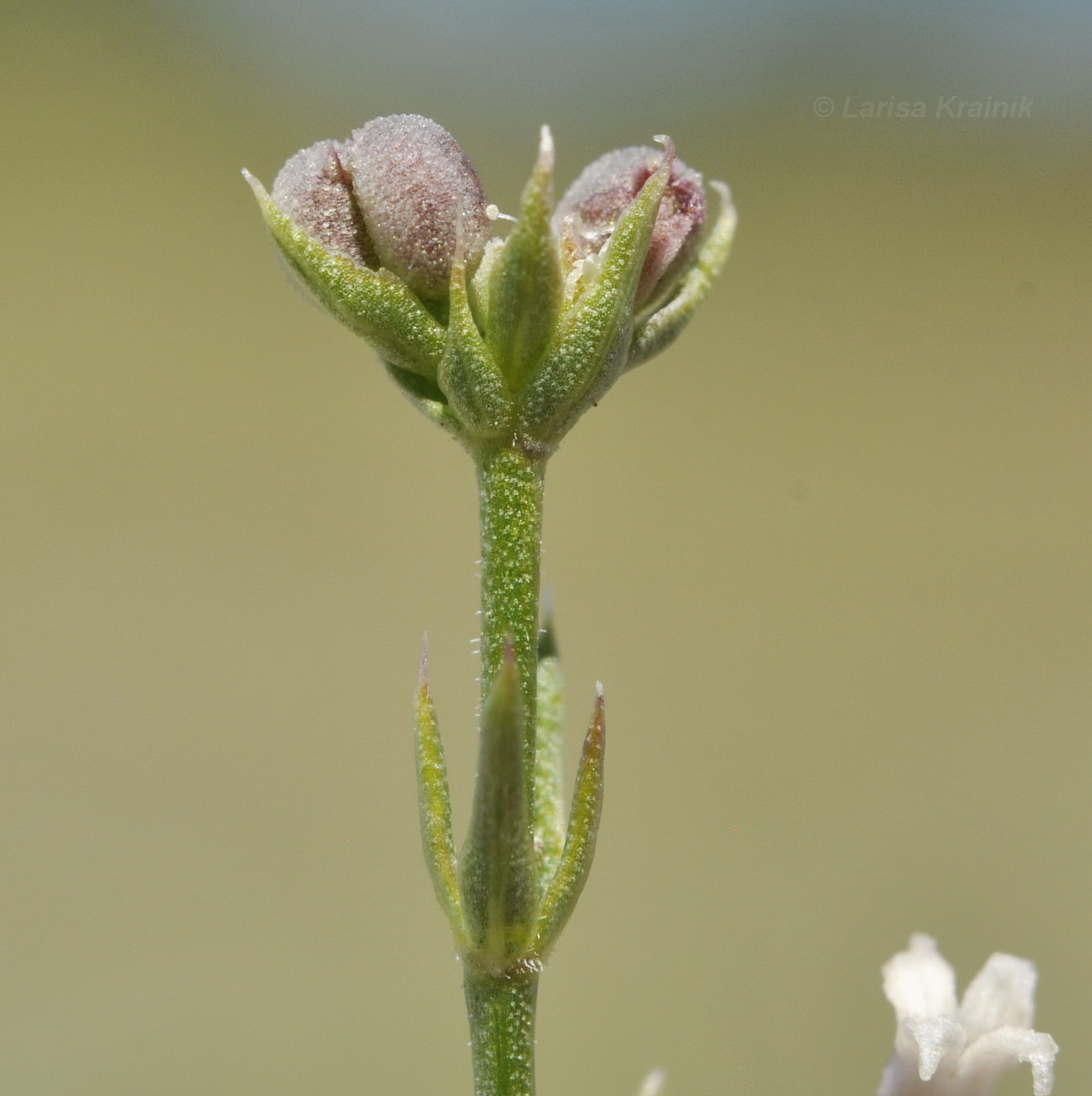 Изображение особи Asperula cretacea.