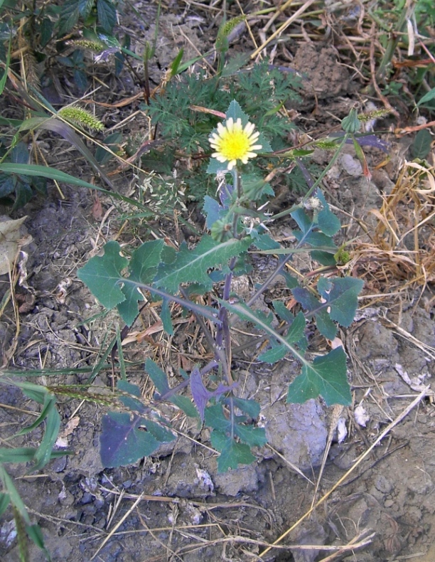 Image of Sonchus oleraceus specimen.