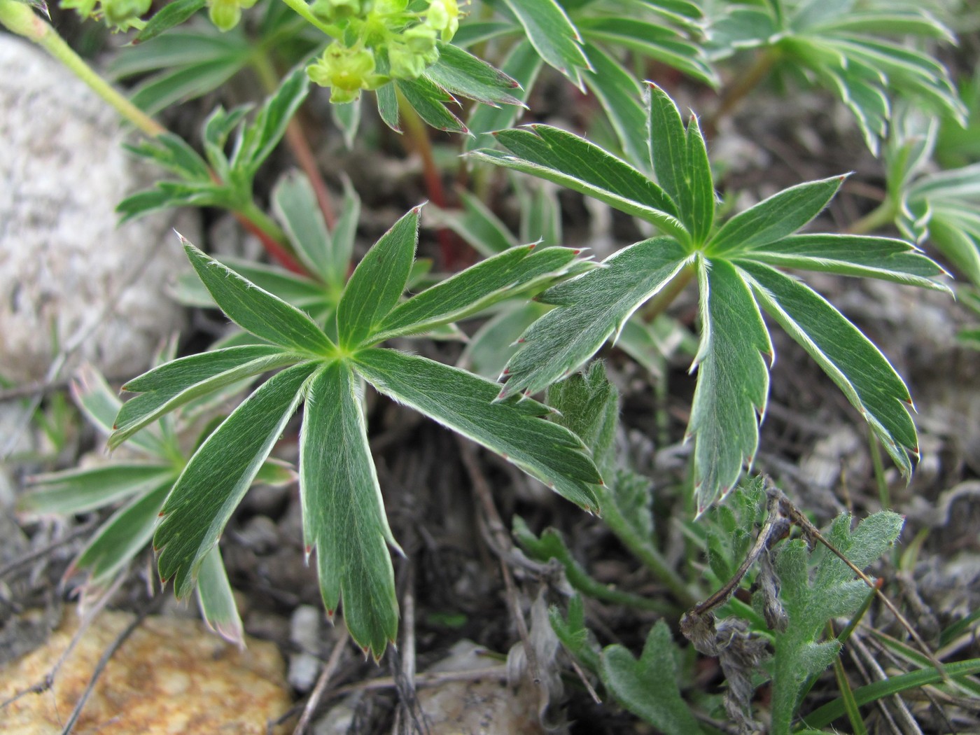 Image of Alchemilla sericea specimen.