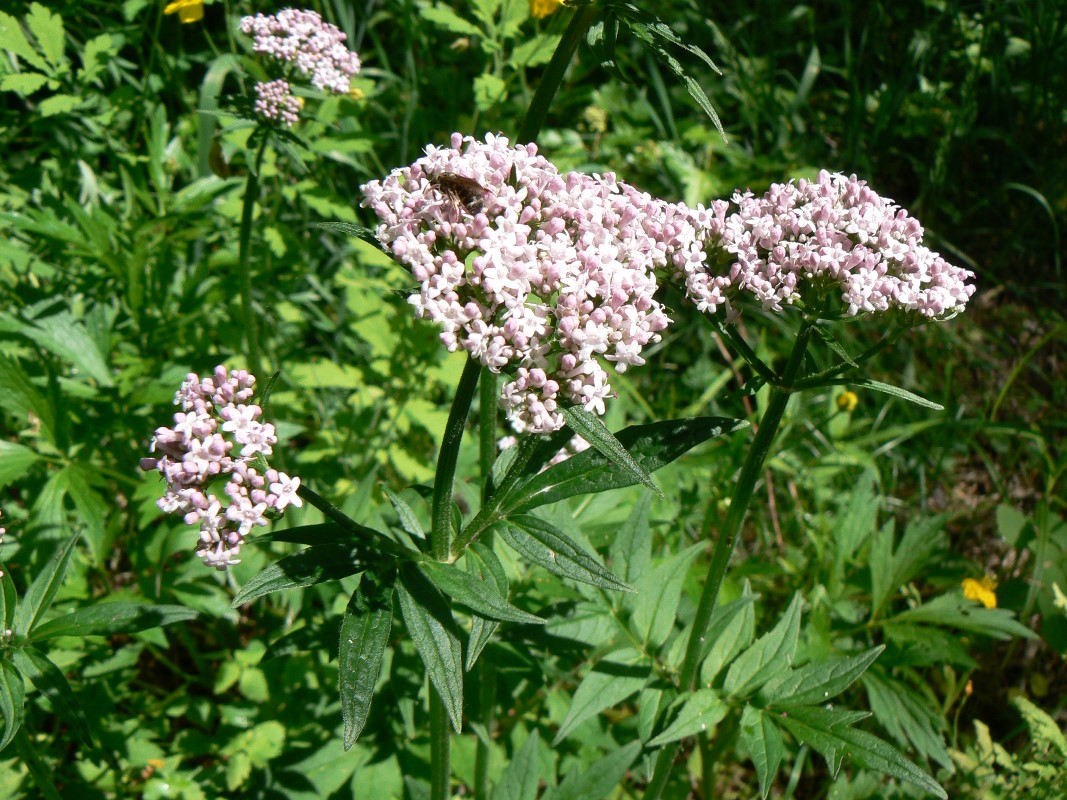 Image of Valeriana amurensis specimen.