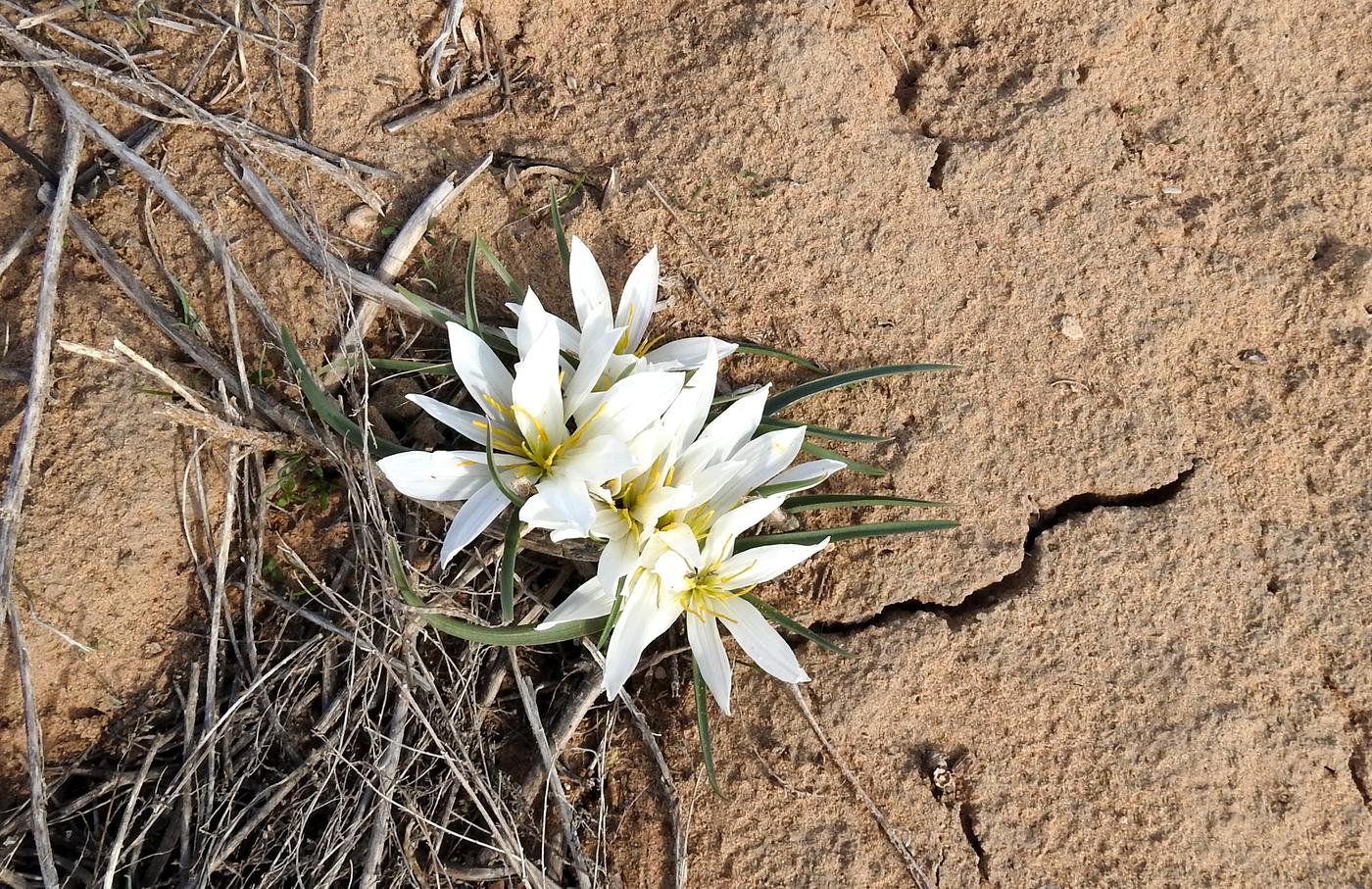 Image of Merendera robusta specimen.