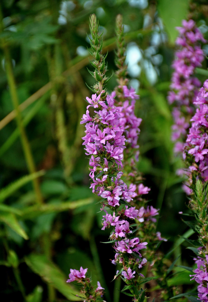 Изображение особи Lythrum salicaria.