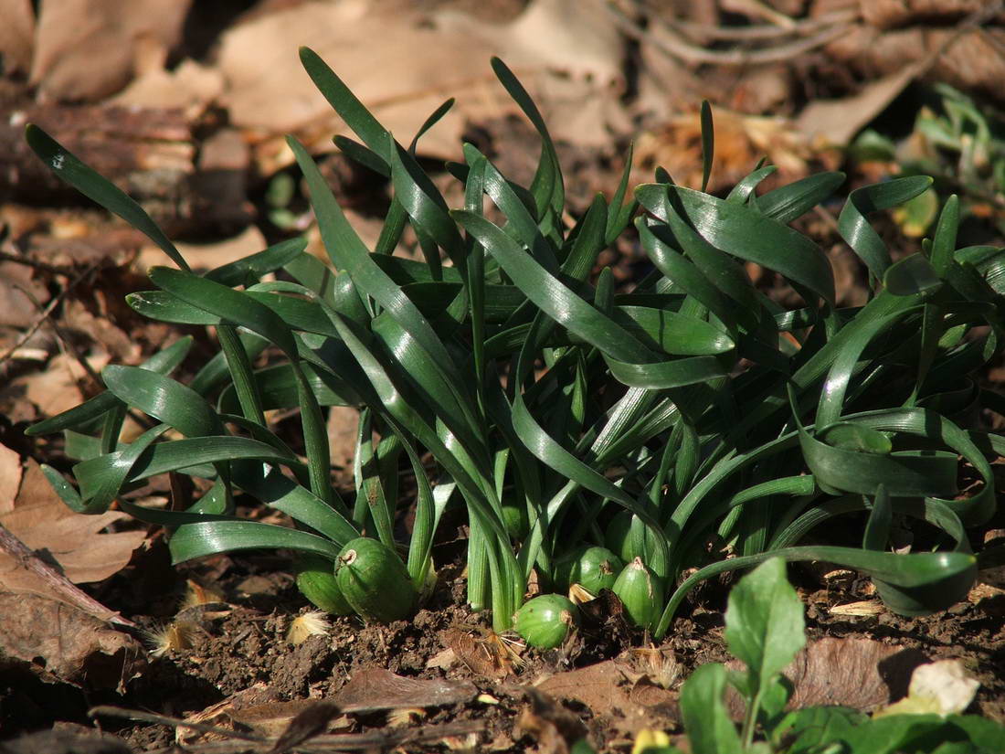 Image of Sternbergia colchiciflora specimen.