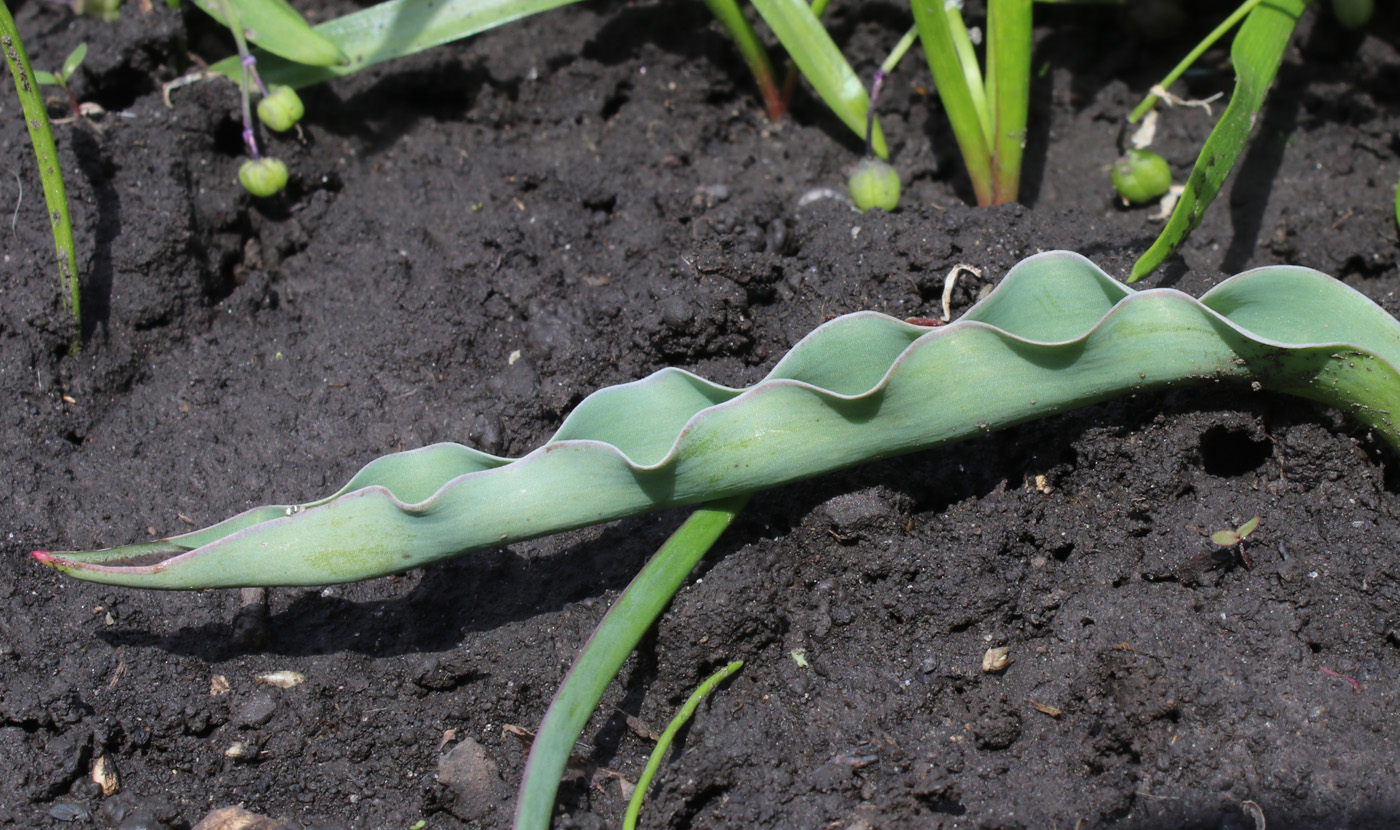 Image of Tulipa suaveolens specimen.