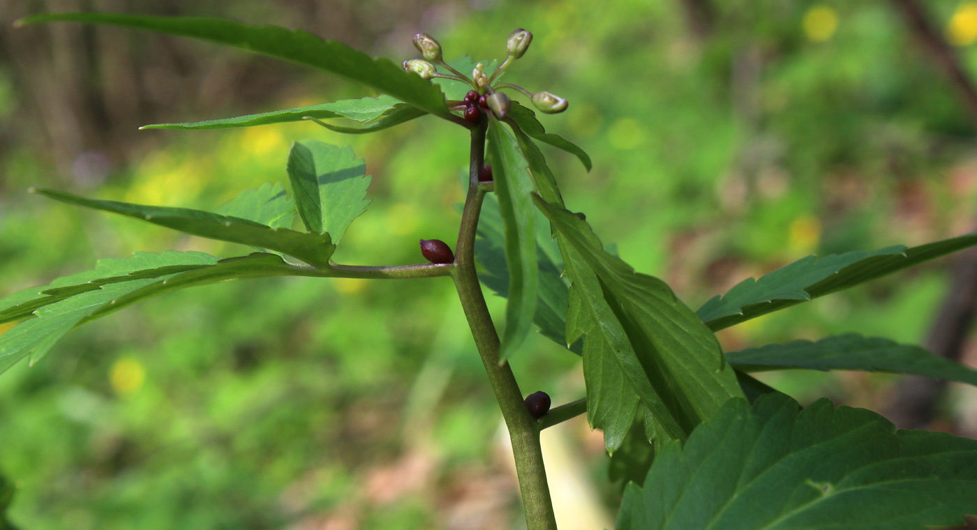 Изображение особи Cardamine bulbifera.