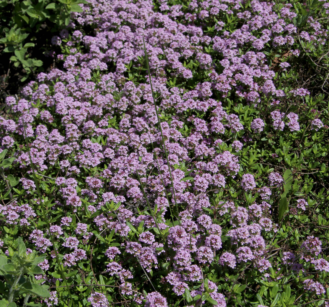 Изображение особи Thymus serpyllum.