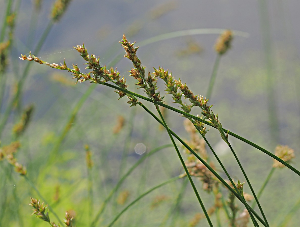 Изображение особи Carex diandra.