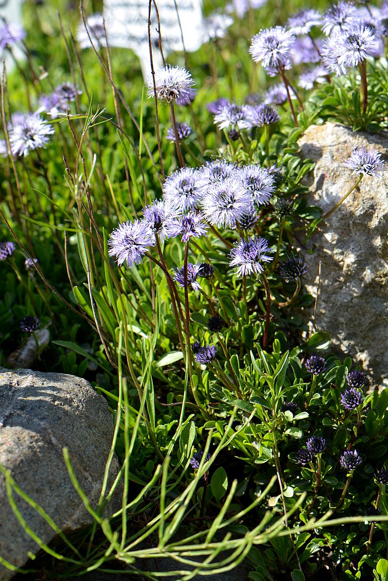 Image of Globularia cordifolia specimen.