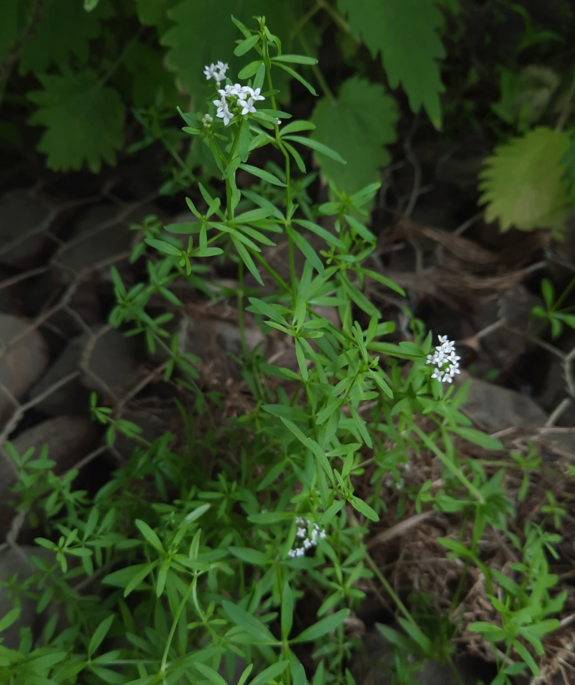 Изображение особи род Galium.