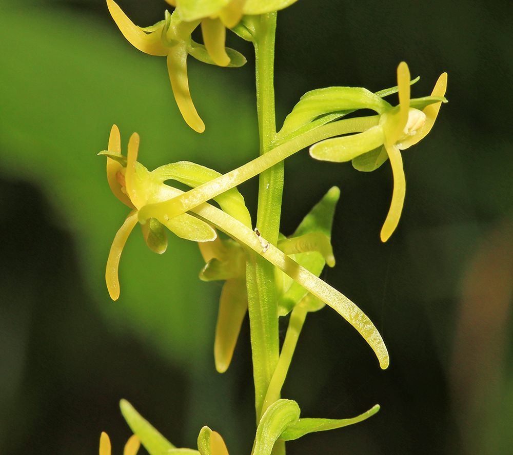 Image of Platanthera tipuloides specimen.