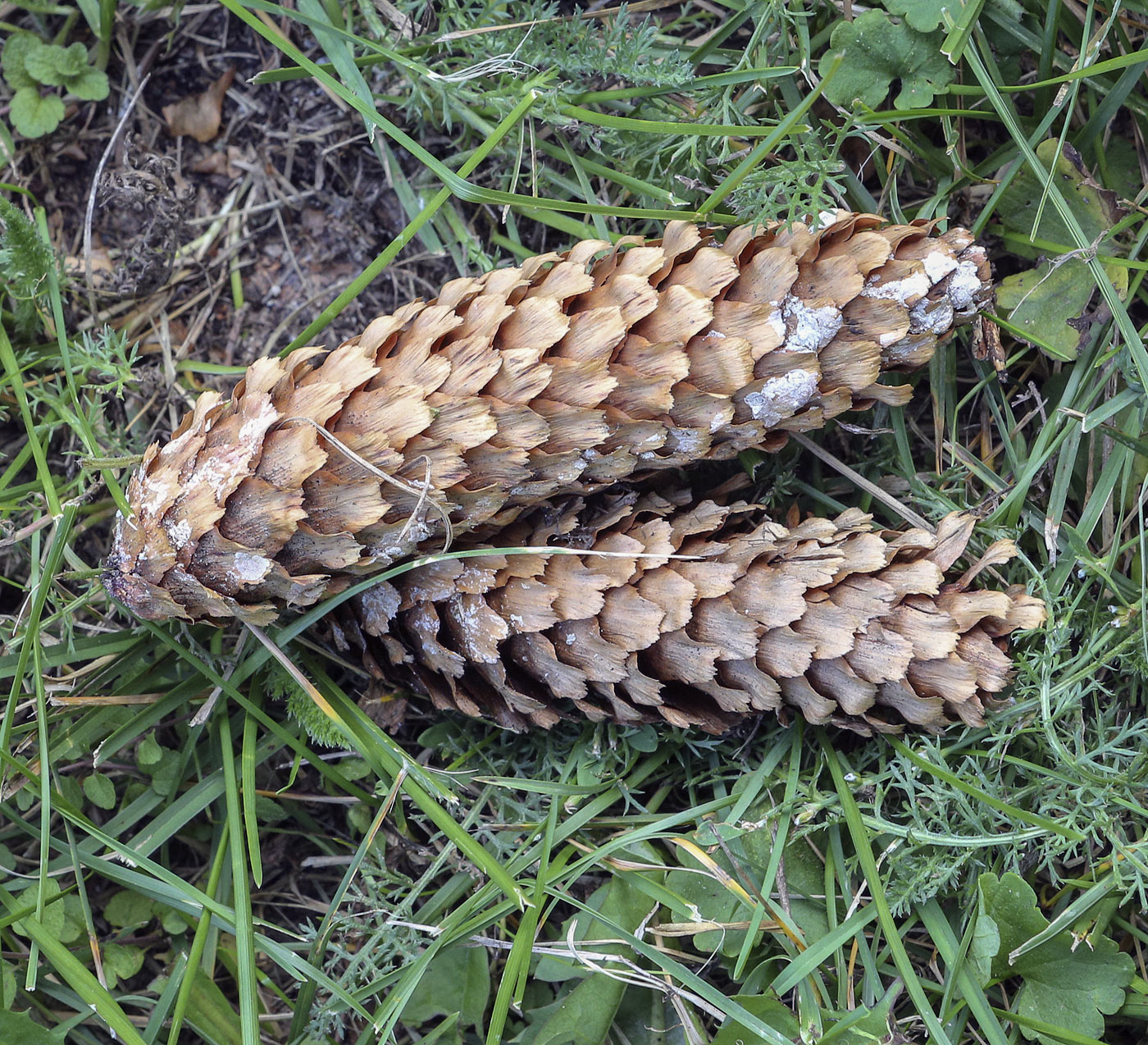 Image of Picea pungens f. glauca specimen.