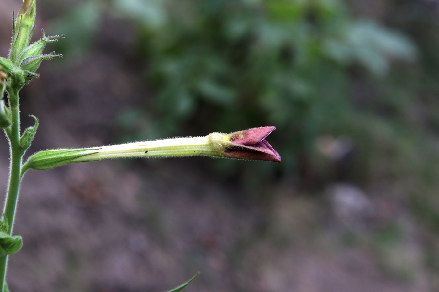 Изображение особи Nicotiana alata.