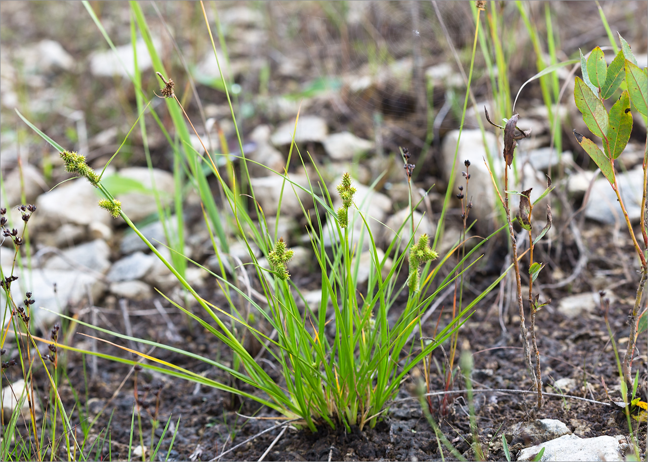 Image of Carex serotina specimen.