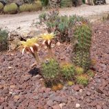 genus Echinopsis