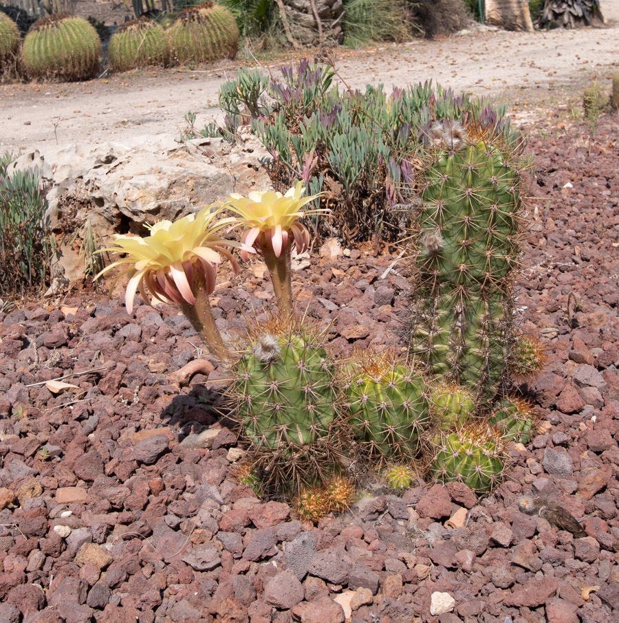 Изображение особи род Echinopsis.