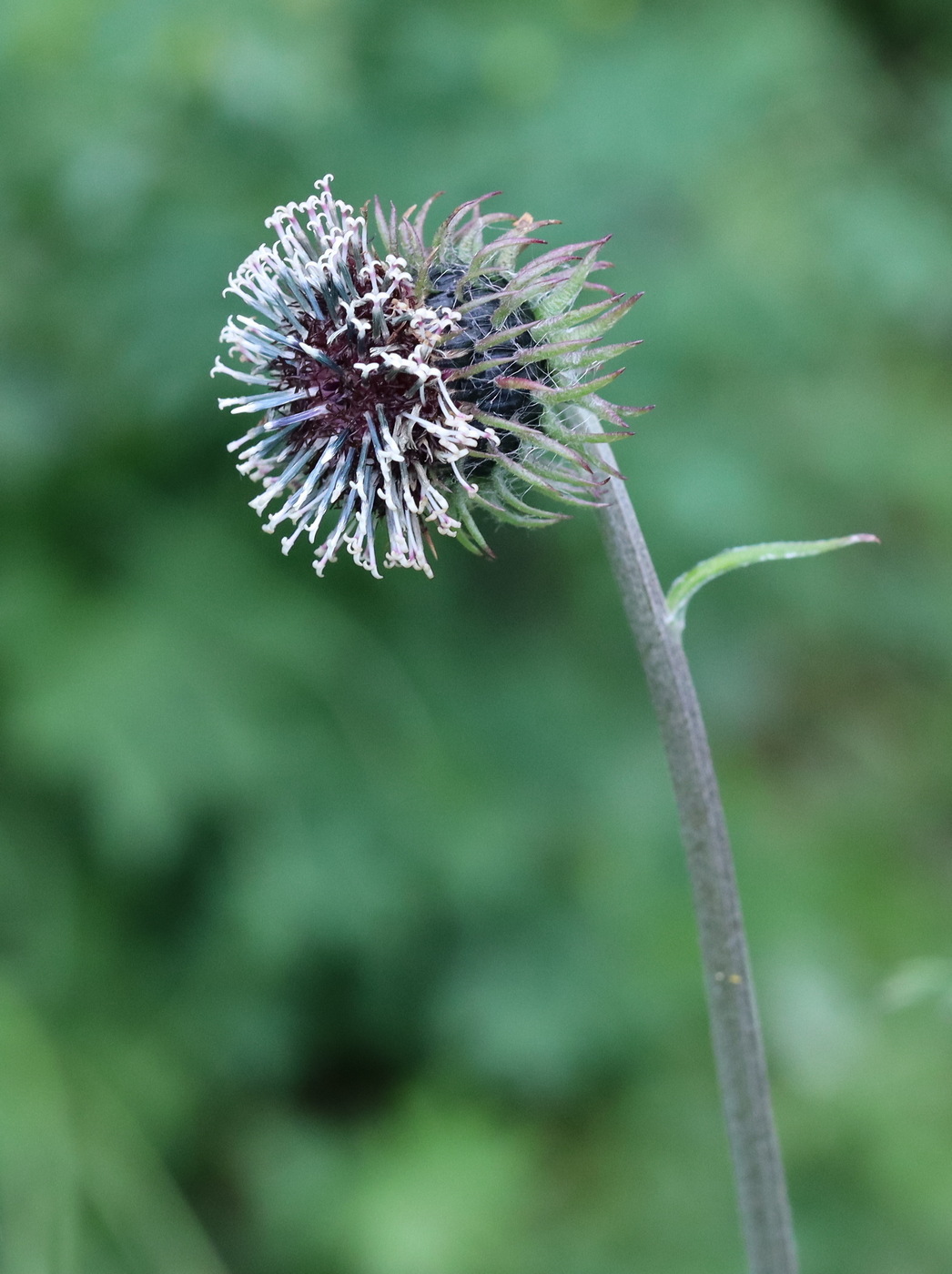 Изображение особи Saussurea frolowii.