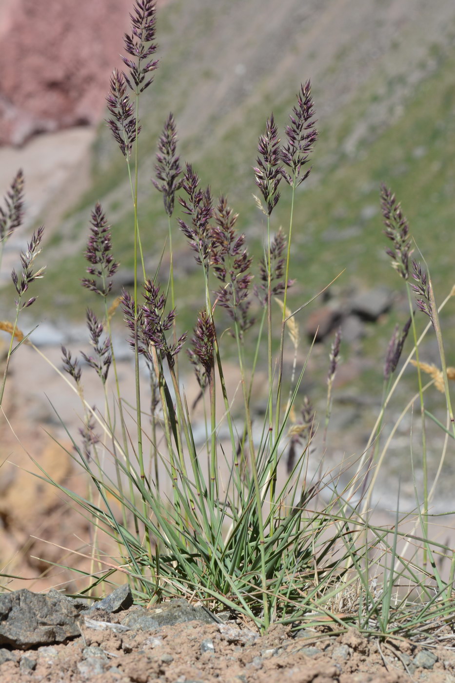 Изображение особи род Calamagrostis.