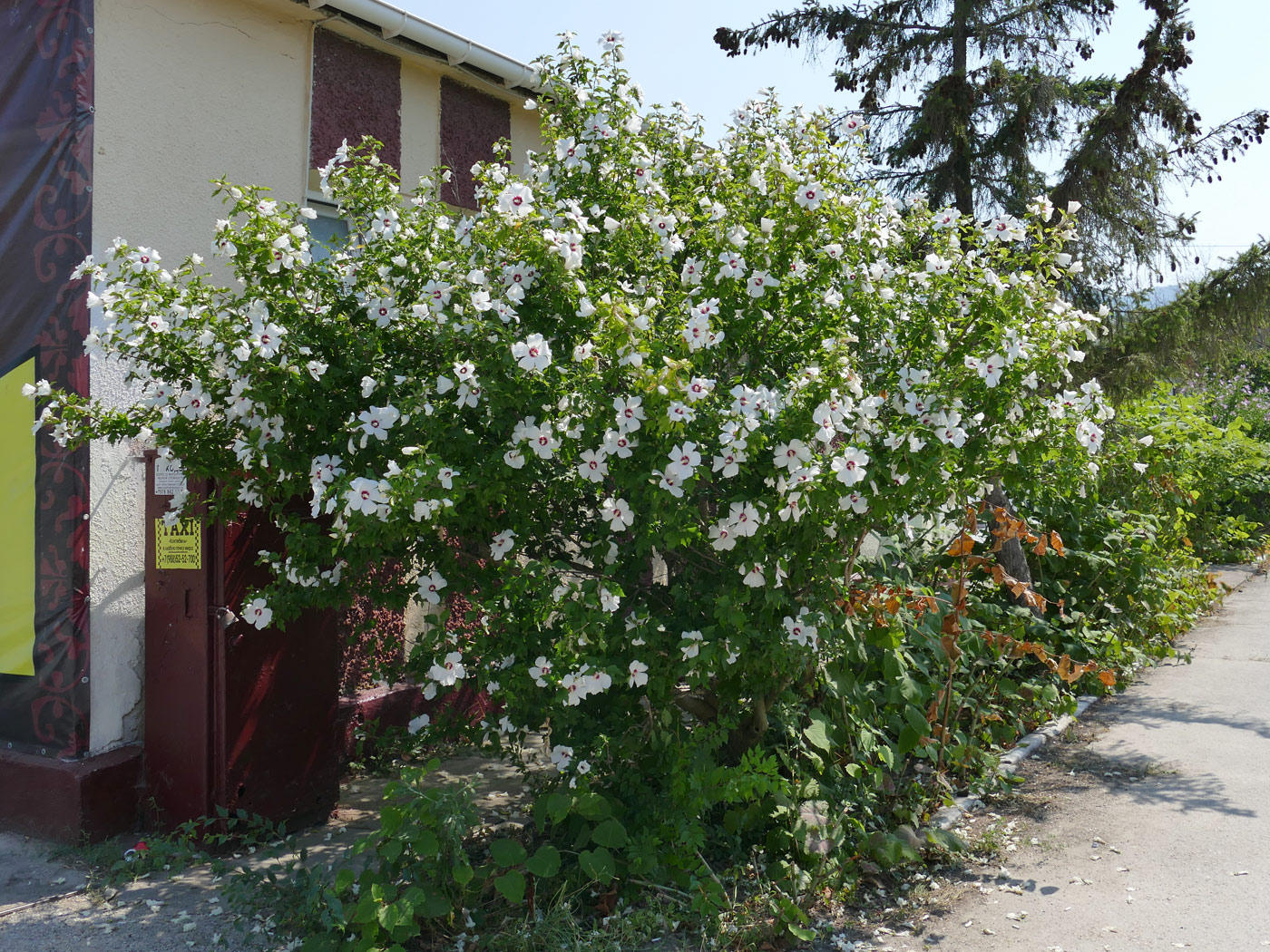 Image of Hibiscus syriacus specimen.