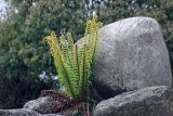 Dryopteris wallichiana