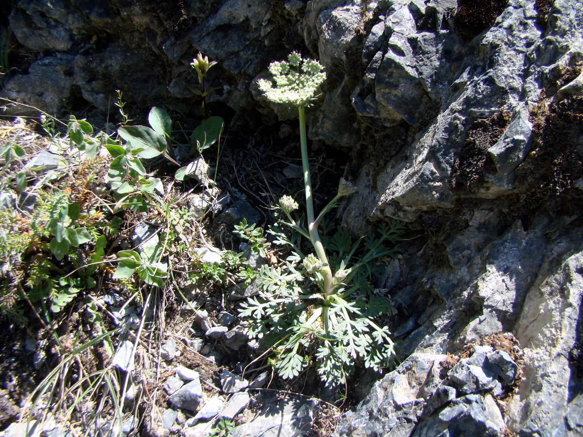 Image of Seseli alaicum specimen.