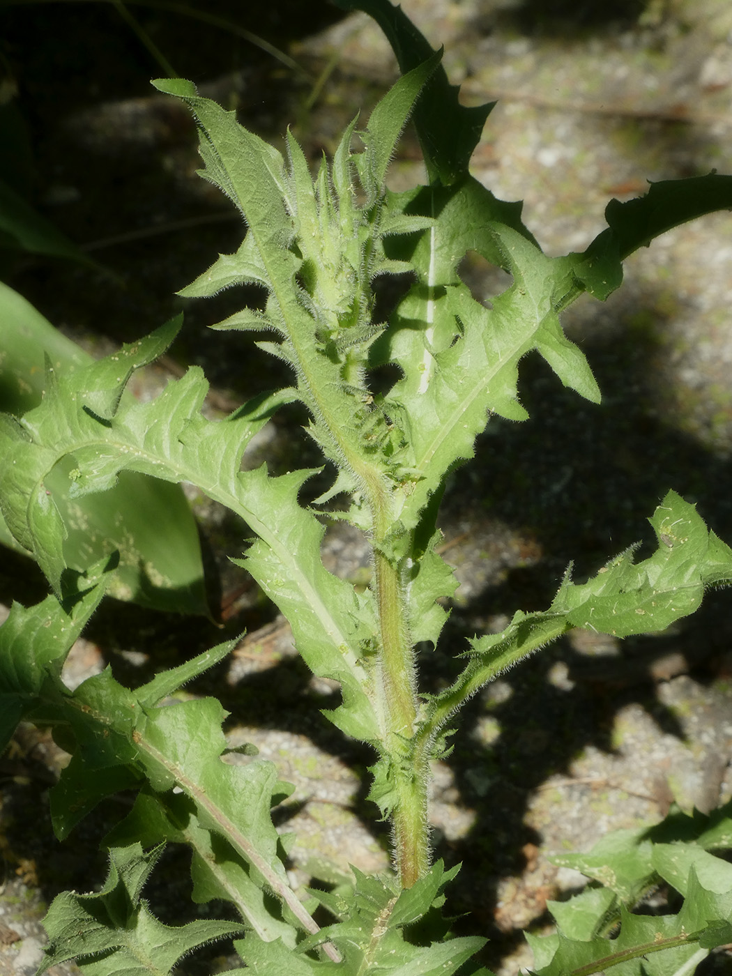 Изображение особи семейство Asteraceae.