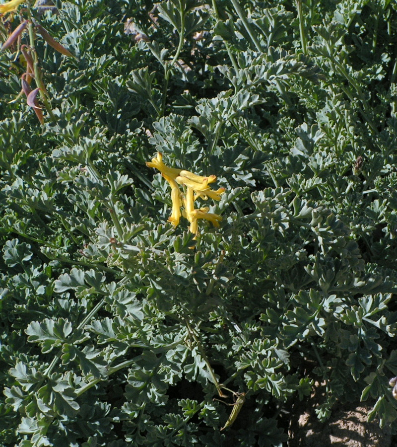 Image of Corydalis stricta specimen.